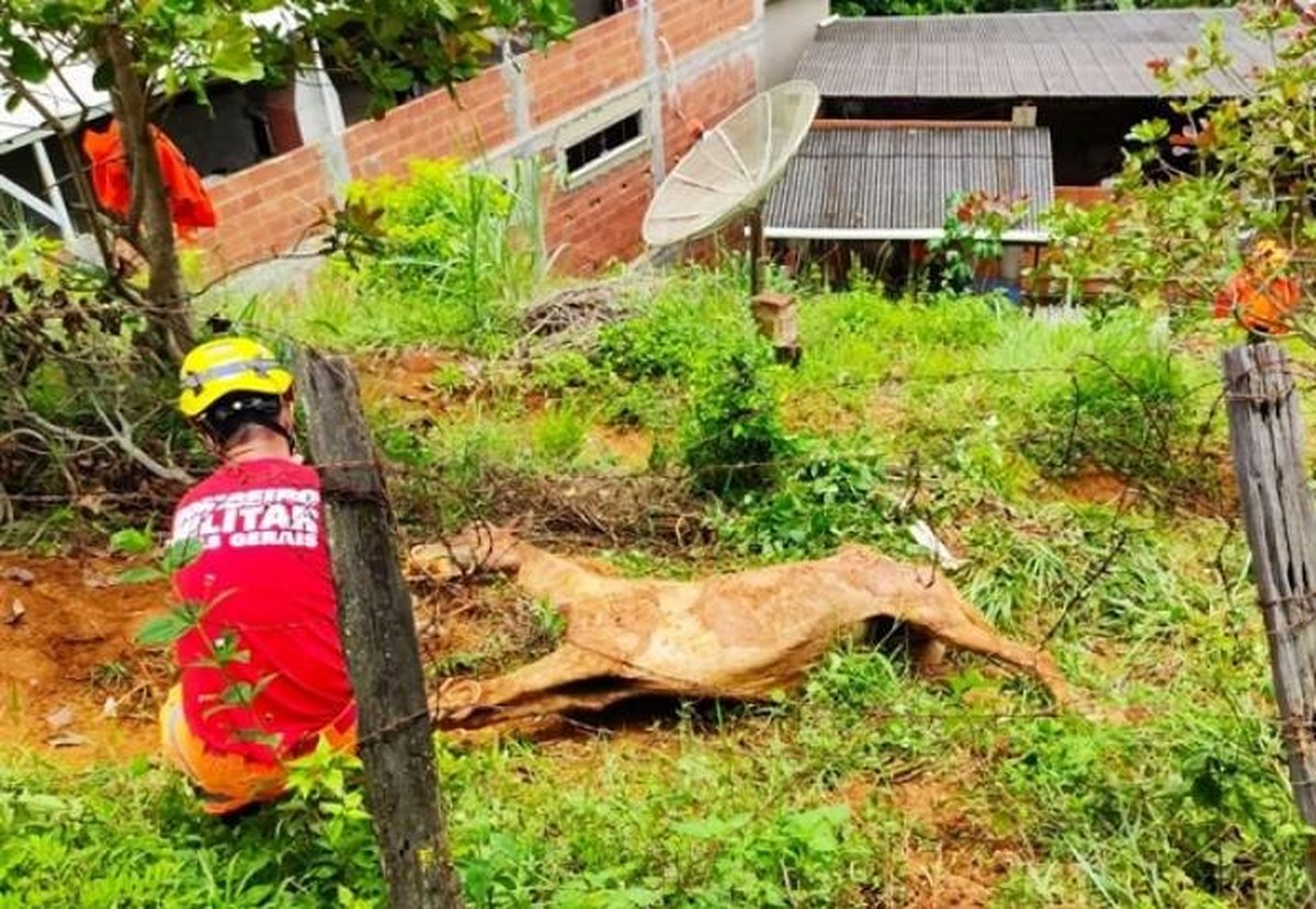 Cavalo é Resgatado Pelo Corpo De Bombeiros Após Cair De Encosta Em Muriaé Zona Da Mata G1 2356