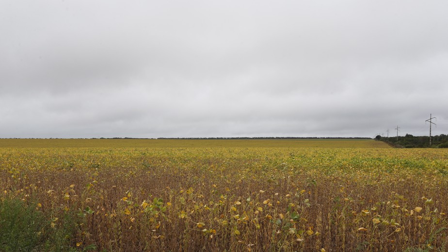 Vegetação nativa do Cerrado tem dado lugar a plantações de soja