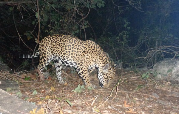 Animais Em Risco De Extincao Atacam Lavouras E Rebanhos Ongs