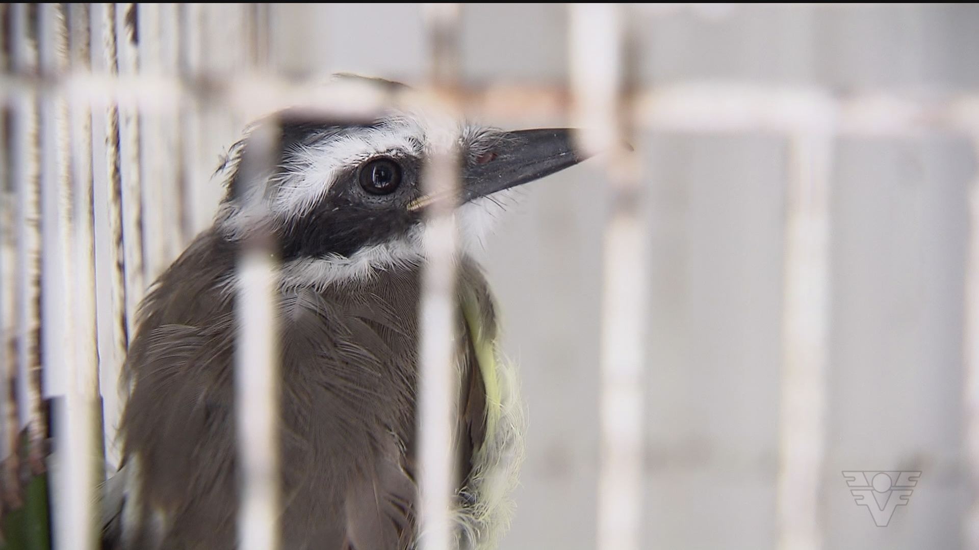 Vídeos Jornal Da Tribuna 1ª Edição De Segunda Feira 26 De Fevereiro