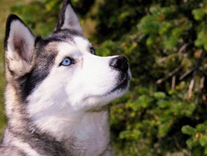 Papel De Parede Husky Siberiano Download Techtudo