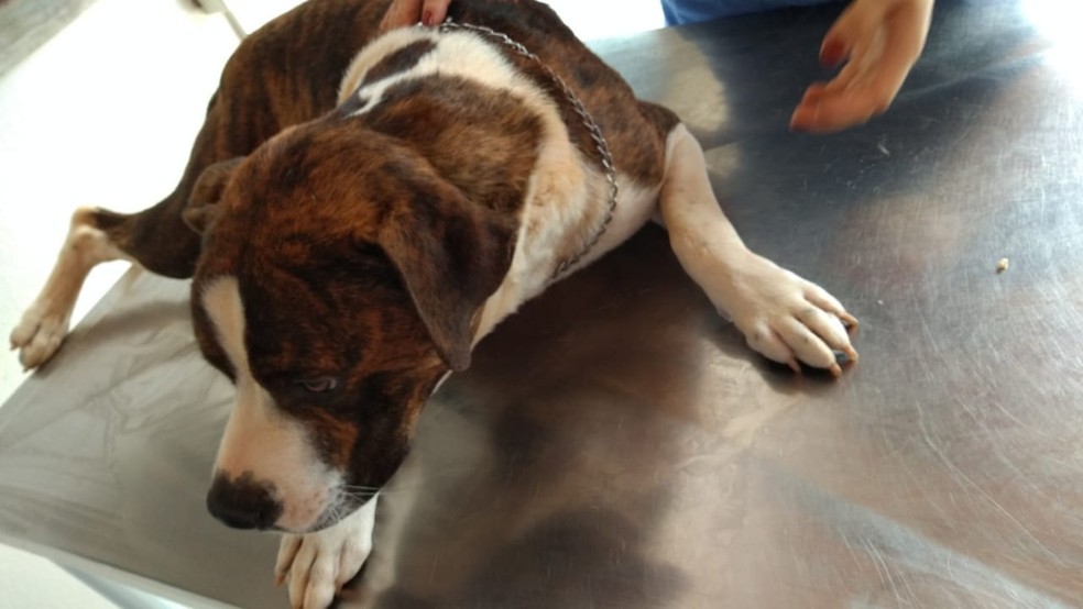 Cachorro foi levado para clínica veterinária em Itu — Foto: Arquivo pessoal