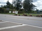 Em protesto contra abigeato, grupo põe vacas mortas em rodovia no RS