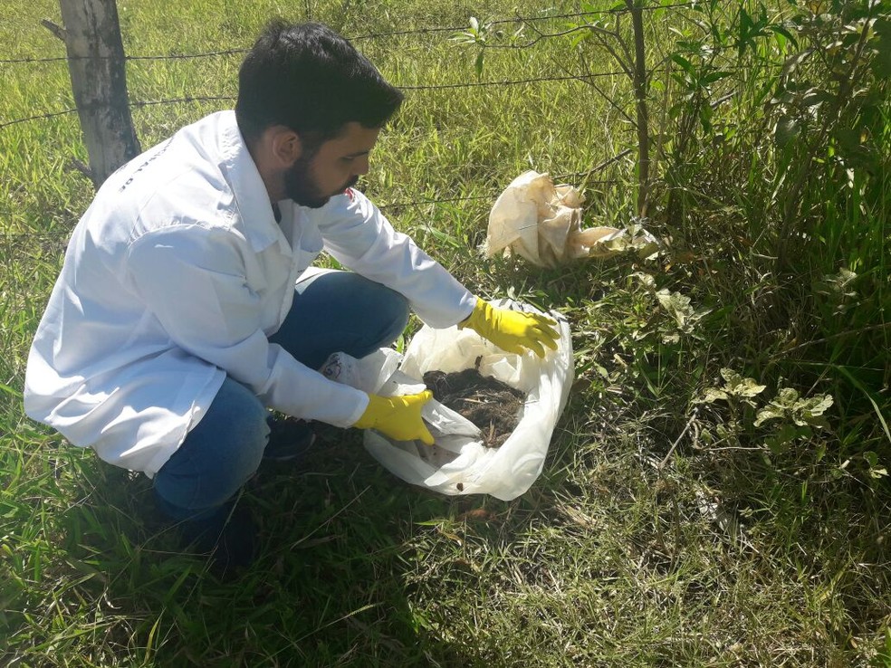 Macaco foi encontrado morto em Presidente Prudente (Foto: Elaine Bertacco/Cedida)