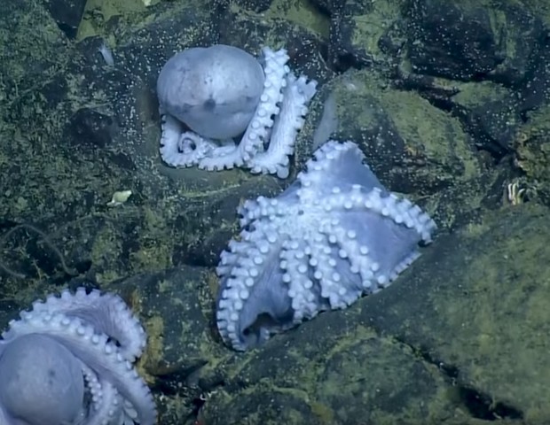 Maior colônia de polvos do mundo conta com uma espécie rara: a Muusoctopus robustus (Foto: Reprodução / YouTube EVNautilus)