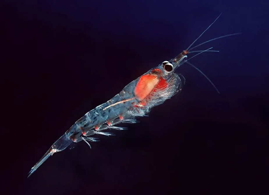 Microplásticos são encontrados em animais marinhos da Antártida