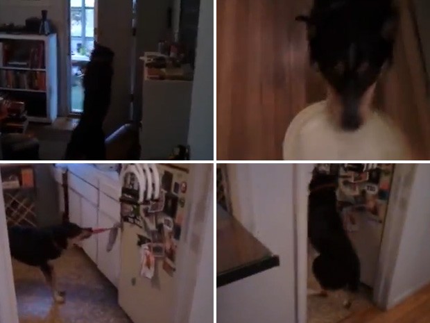 Cachorro fecha porta de casa, traz seu brinquedo e até abre a geladeira sob comando do dono (Foto: Reprodução)