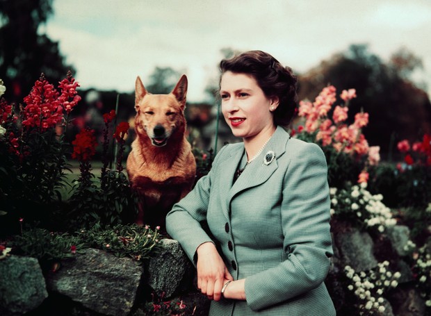 Rainha Elizabeth II foi tutora de mais de 30 corgis (Foto: Getty Images)