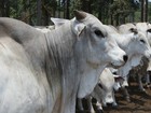Estoque de bovinos machos em 2015 é o menor dos últimos 9 anos em MT