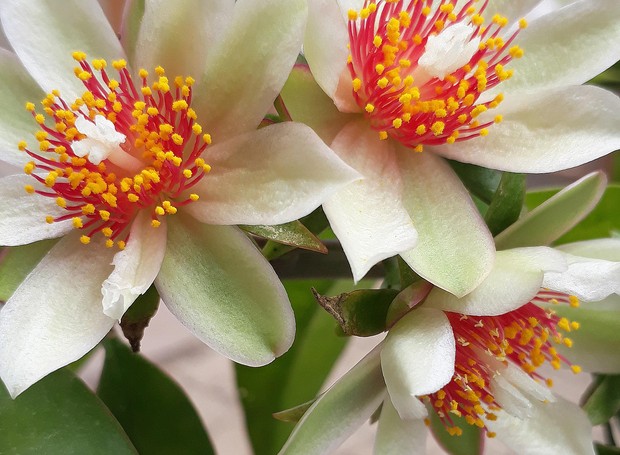 A Pereskia aculeata ou ora-pro-nóbis é uma planta ornamental com flores belíssimas (Foto: Pexels / Creative Commons)
