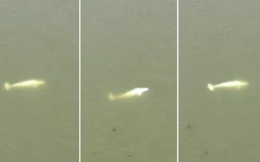 Une baleine capturée dans la Seine intrigue les scientifiques et mobilise les Français – Época Negócios