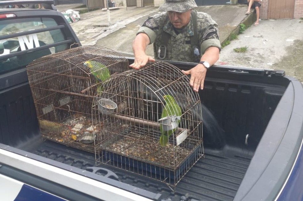 Idoso é detido com 17 aves silvestres presas em gaiolas em um casa em São Vicente, SP — Foto: Prefeitura de São Vicente