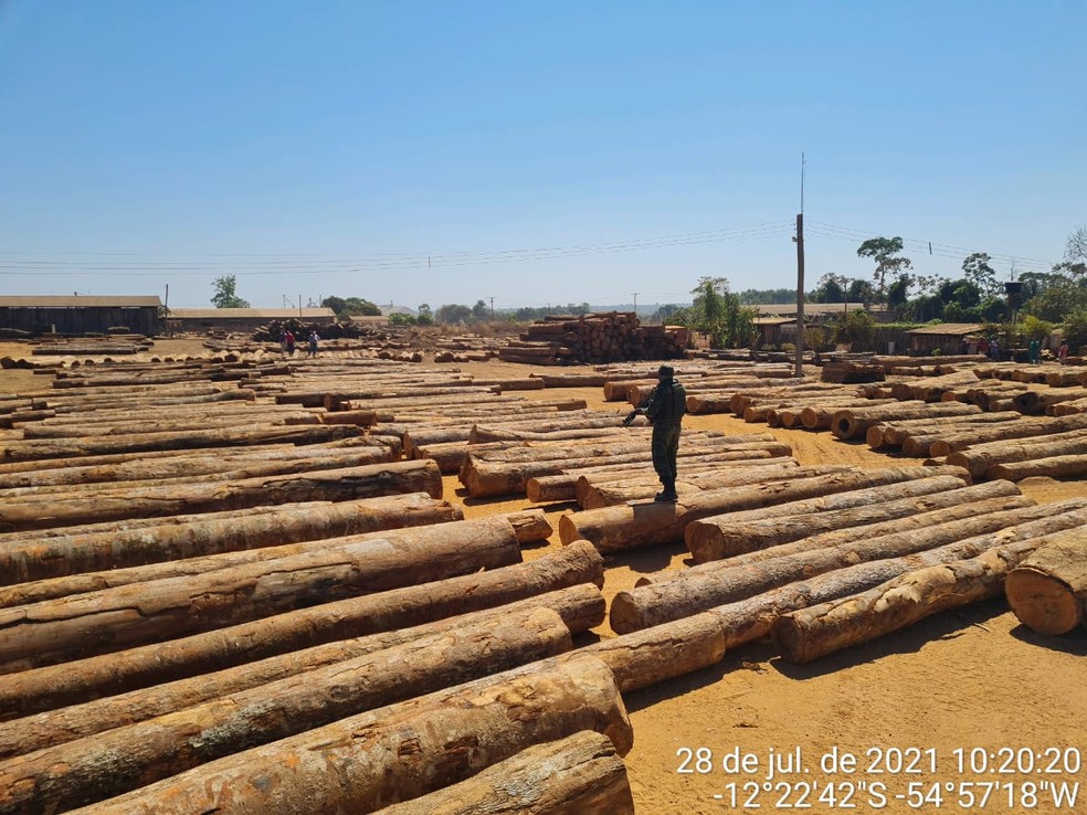Fiscalização apreende madeira ilegal e aplica multa de meio milhão em Feliz Natal  — Foto: PMMT
