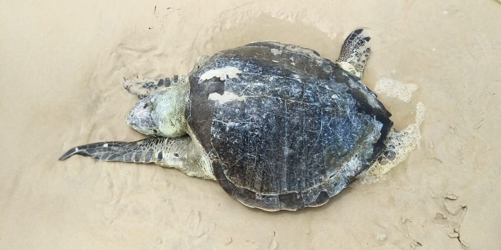 Seis tartarugas são encontradas mortas em praias no sul da Bahia — Foto: Foto: Projeto (A) MAR/Divulgação 