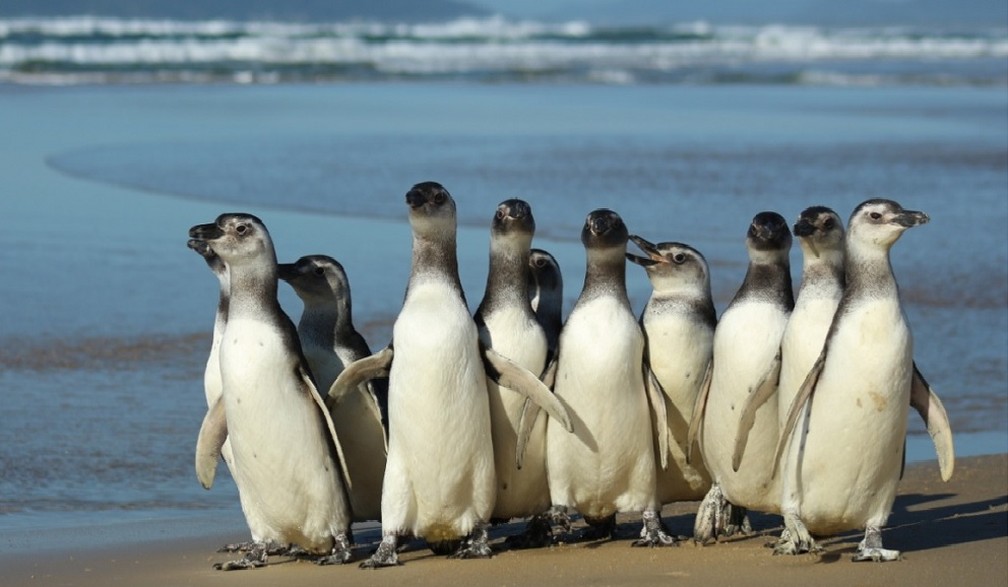 Pinguins foram soltos em Florianópolis nesta segunda — Foto: Nilson Coelho/R3 Animal