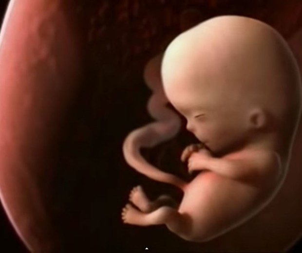 Assista ao crescimento do bebê dentro da barriga (Foto: Reprodução - YouTube)