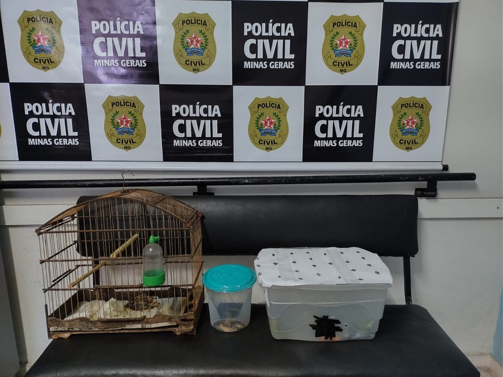 Animais silvestres foram apreendidos  — Foto: Polícia Civil/Divulgação 