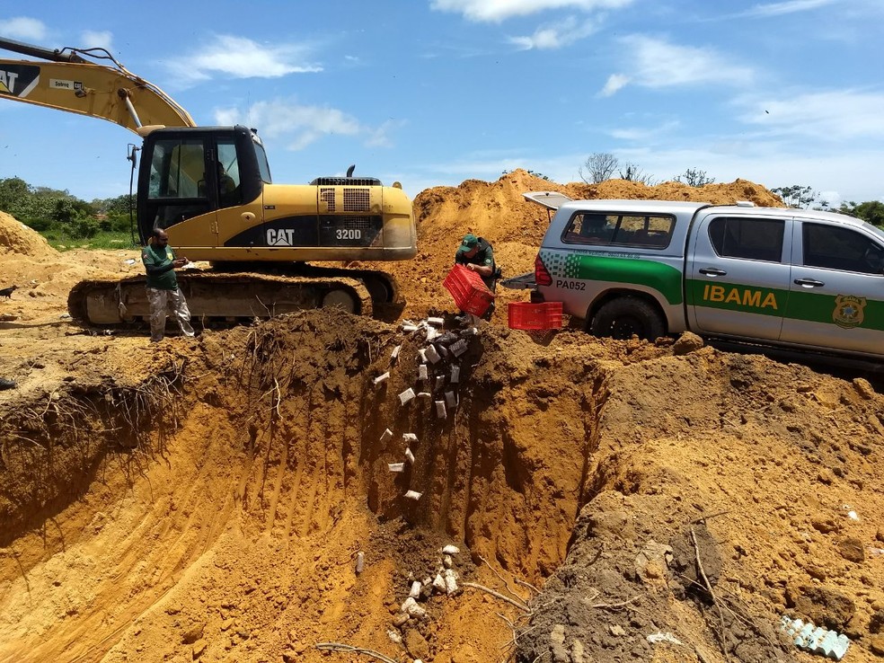 Órgãos ambientais e Divisa fizeram o descarte de pirarucu, crustáceos e piracuí no aterro de Perema (Foto: Valter Matos/Divisa/Divulgação)
