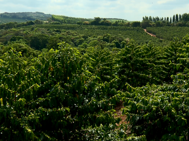 Produtores de café buscam melhorias na produção para expandir as vendas ao exterior (Foto: Reprodução EPTV)