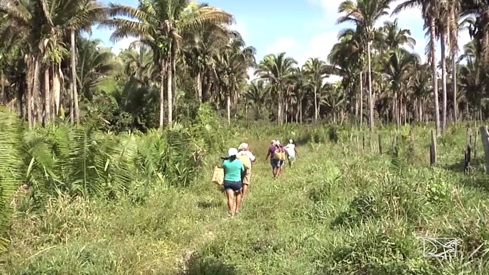 Maranhão é o 5ª pior Estado em transparência sobre terras públicas sem titulação, como indígenas e quilombolas.  — Foto: Reprodução/TV Mirante