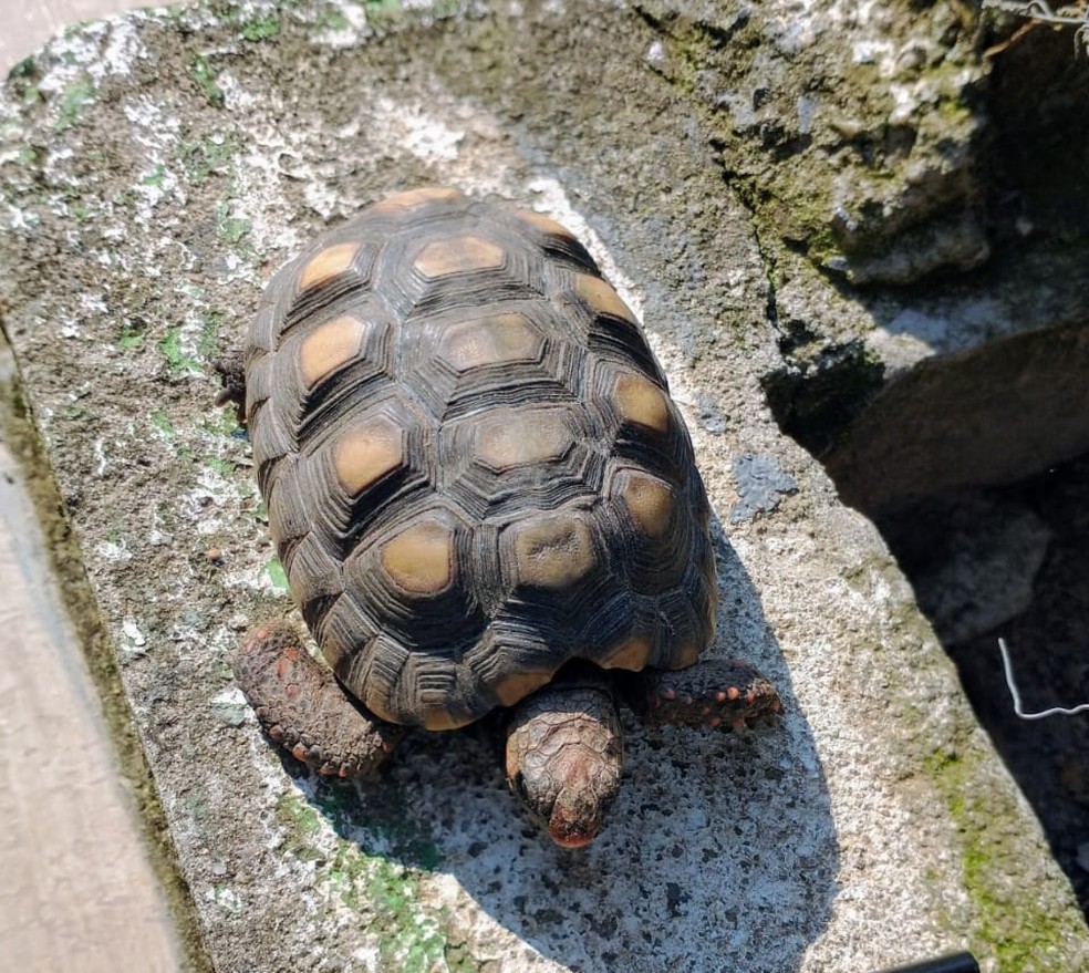 Mulher é detida por manter animais silvestres presos em cativeiro em Sarapuí — Foto: Polícia Militar Ambiental/Divulgação