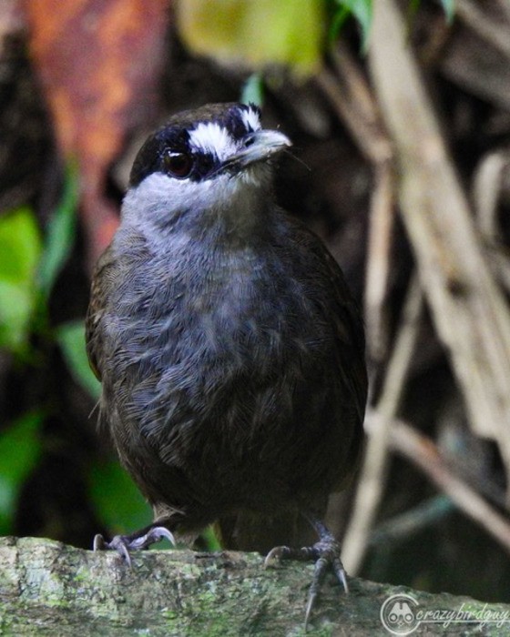 Tagarela-de-sobrancelha-negra, ave redescoberta na ilha de Bornéu após 172 sem registros (Foto: Reprodução/Panji Akbar)