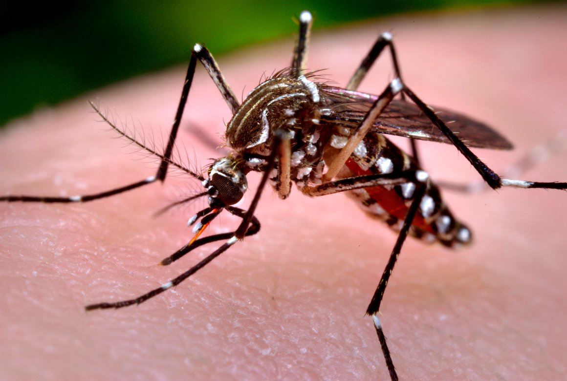 Vírus Zika é transmitido pelo mosquito aedes aegypti, o mesmo causador da dengue (Foto: Agência Brasil)