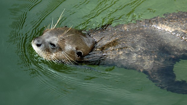 Esses animais normalmente vivem em cursos de água preservados (Foto: Rudimar Narciso Cipriani)