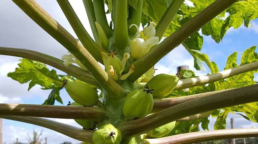 Frutas também são cultivas em fazenda de Tatuí (Foto: Arquivo Pessoal/Antoine Dubacq)