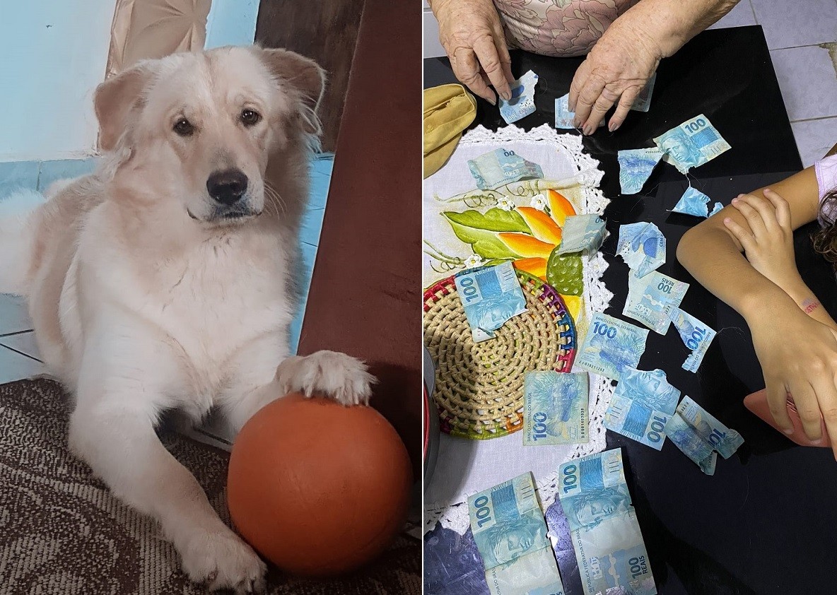 Cachorro rasga sete notas de R$ 100 de aposentada no interior do RN: 'Fiquei aperreada'; VÍDEO