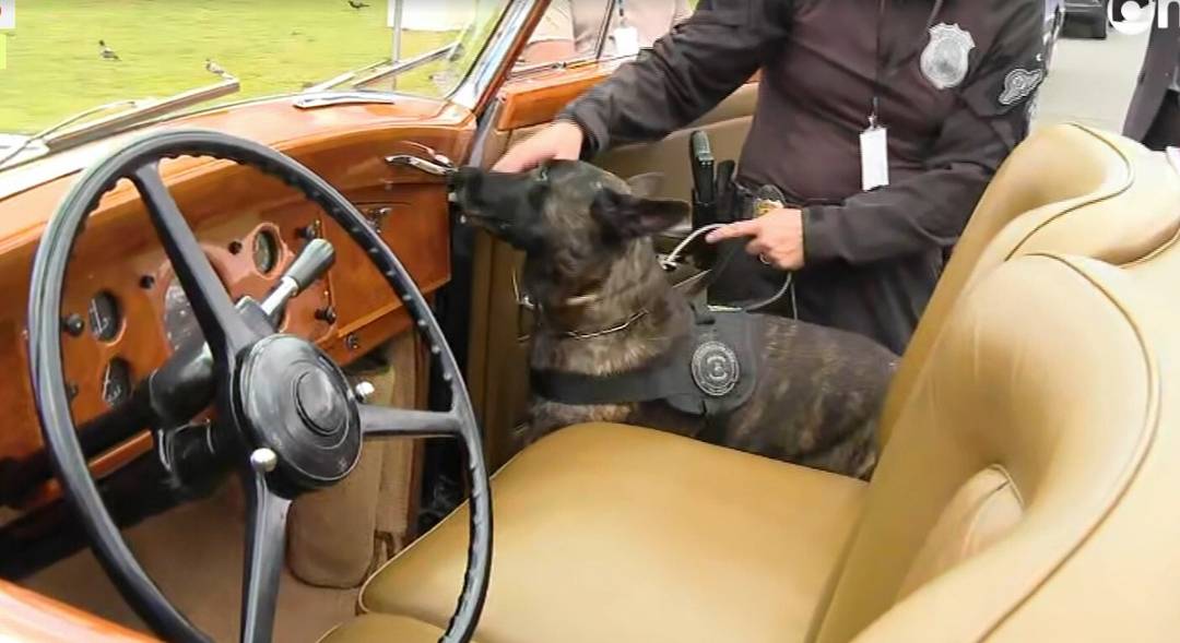 Cão farejador inspeciona Rolls-Royce presidencial antes do desfile na Esplanada dos Ministérios