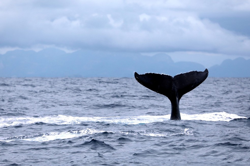 Baleia jubarte no litoral da Bahia — Foto: Julio Cardoso/ProBaV