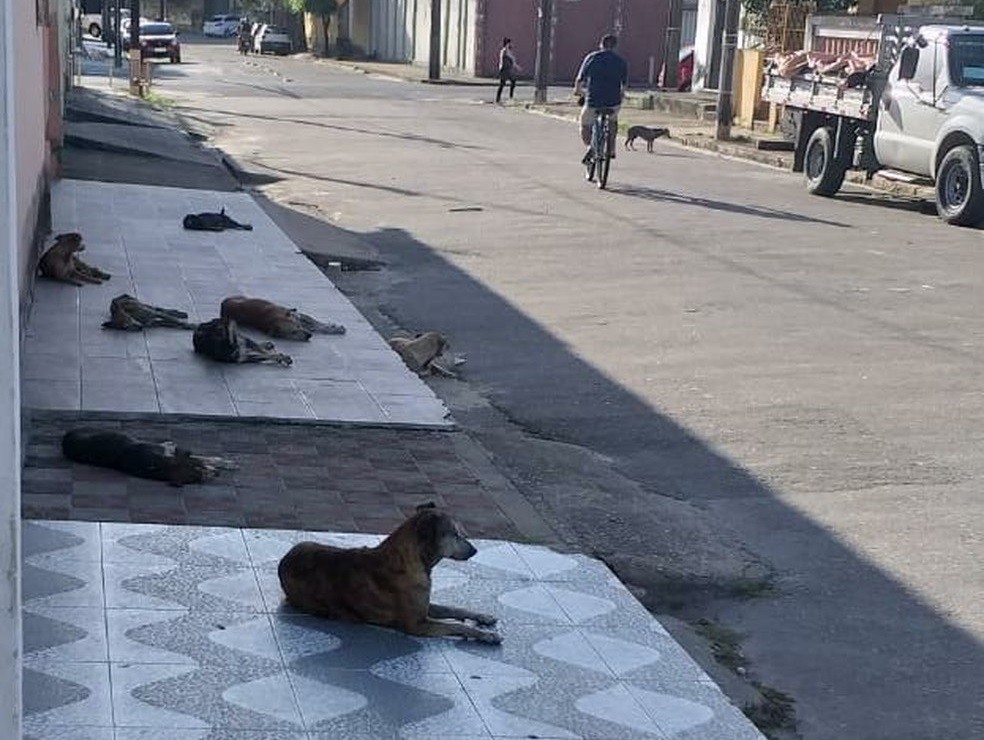 Cães vivem em situação de rua após a dona, uma idosa de 98 anos, morrer vítima da Covid-19 — Foto: TV Verdes Mares/Reprodução