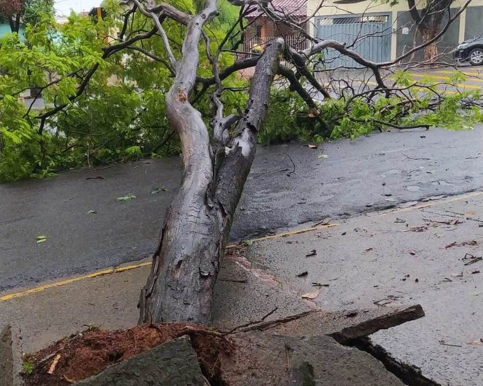 Presidente Prudente tem pontos de alagamentos, quedas de árvores e pontes interditadas após chuvas intensas — Foto: Cedida/Secom