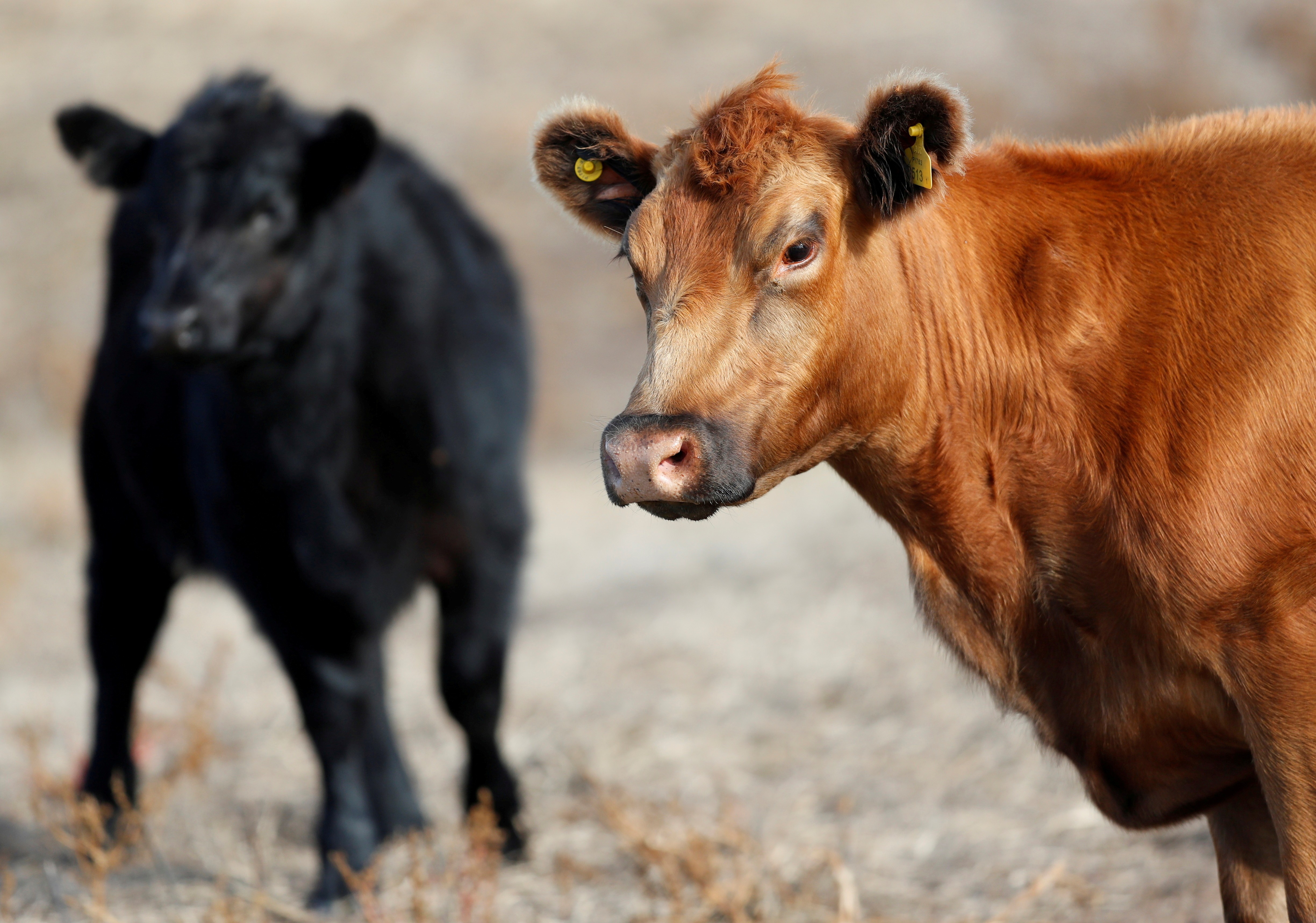 EUA: associação ensina como preparar cortes menos conhecidos de carne bovina