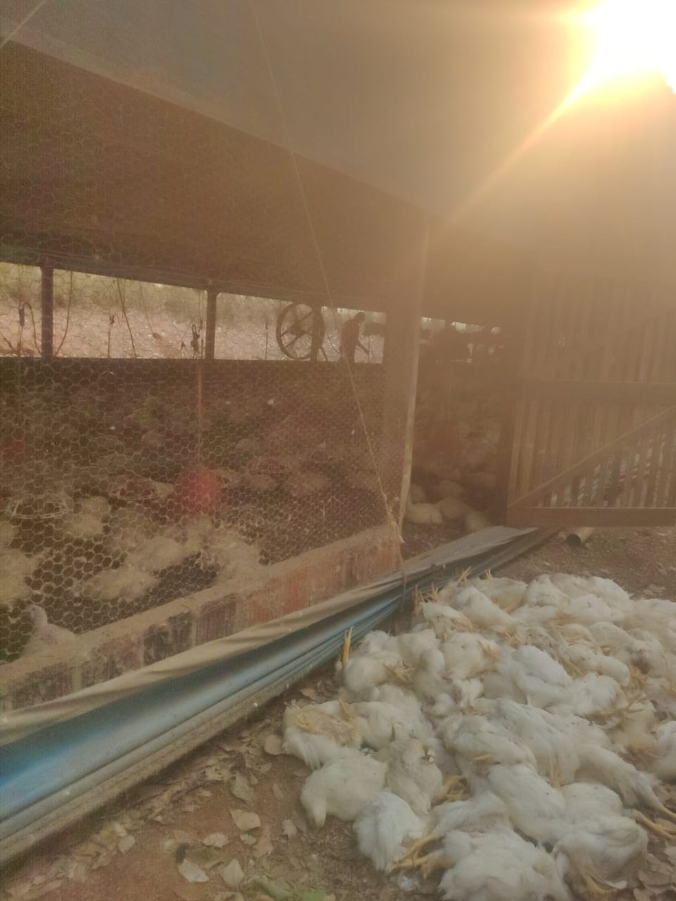 Cerca de 6 mil aves morreram em uma granja de Adamantina — Foto: Eriston Bellusci/Cedida