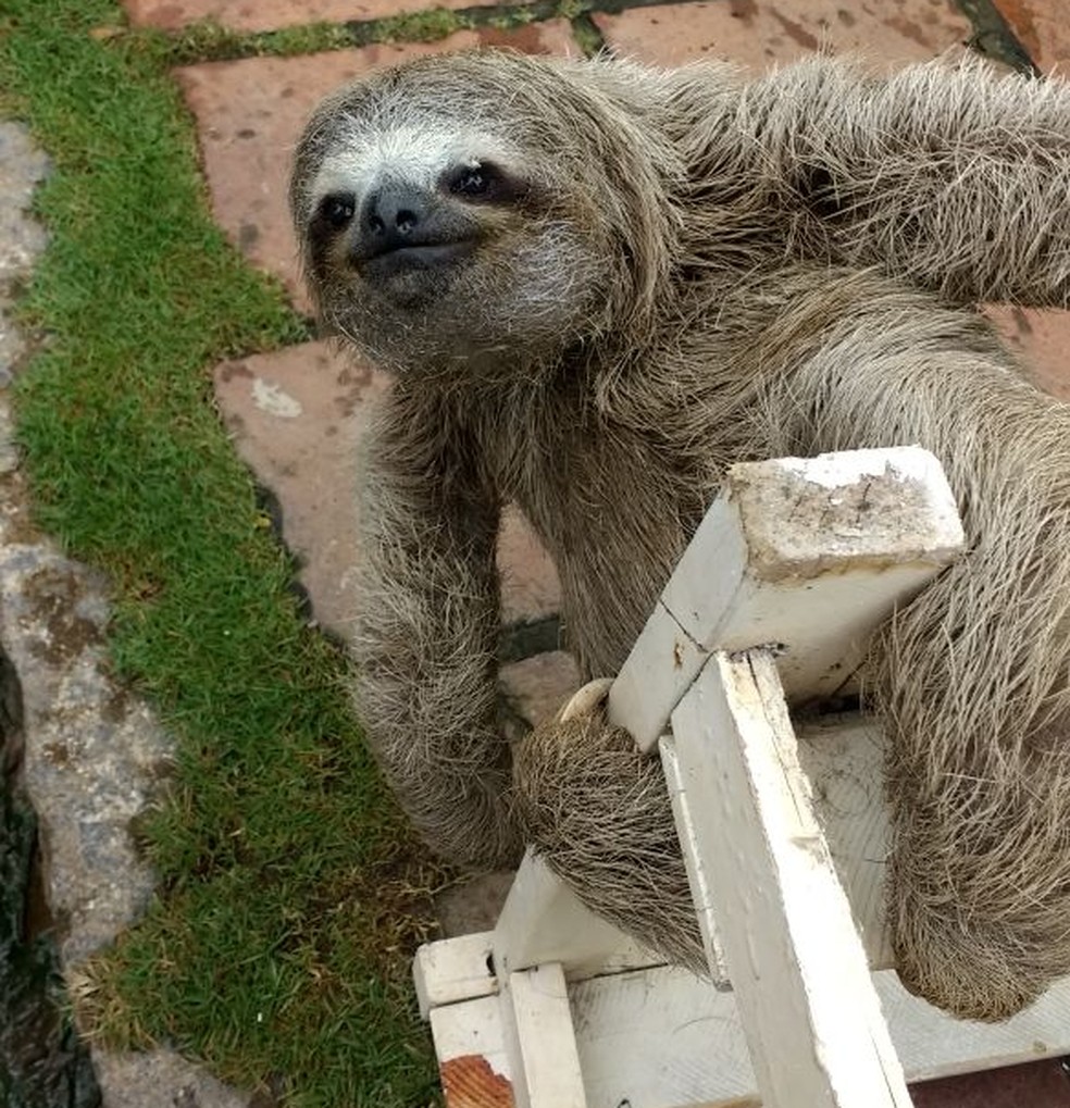 Preguiça foi resgatada ao tentar atravessar rodovia em Pernambuco (Foto: Ascom/CPRH)