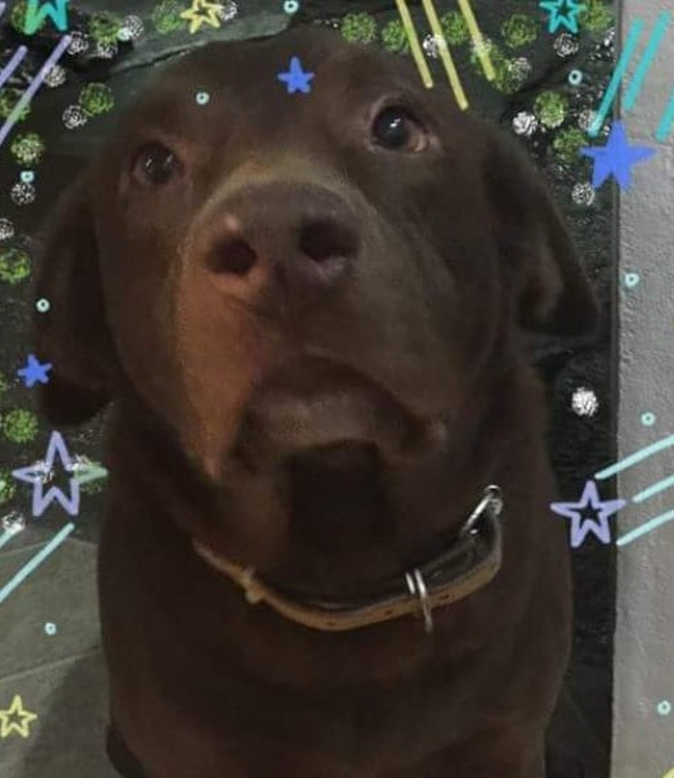 Apolo, o labrador que morreu intoxicado por 'chumbinho' — Foto: Arquivo Pessoal