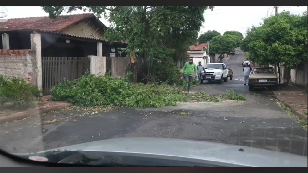 Temporal derrubou árvores em Regente Feijó — Foto: Gésley Moraes