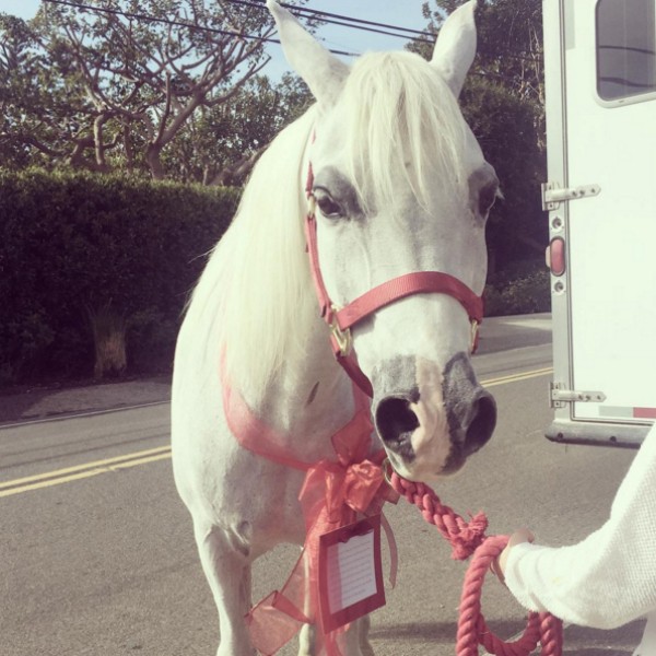 White Angel no momento em que chegou na casa de Lady Gaga (Foto: Instagram)