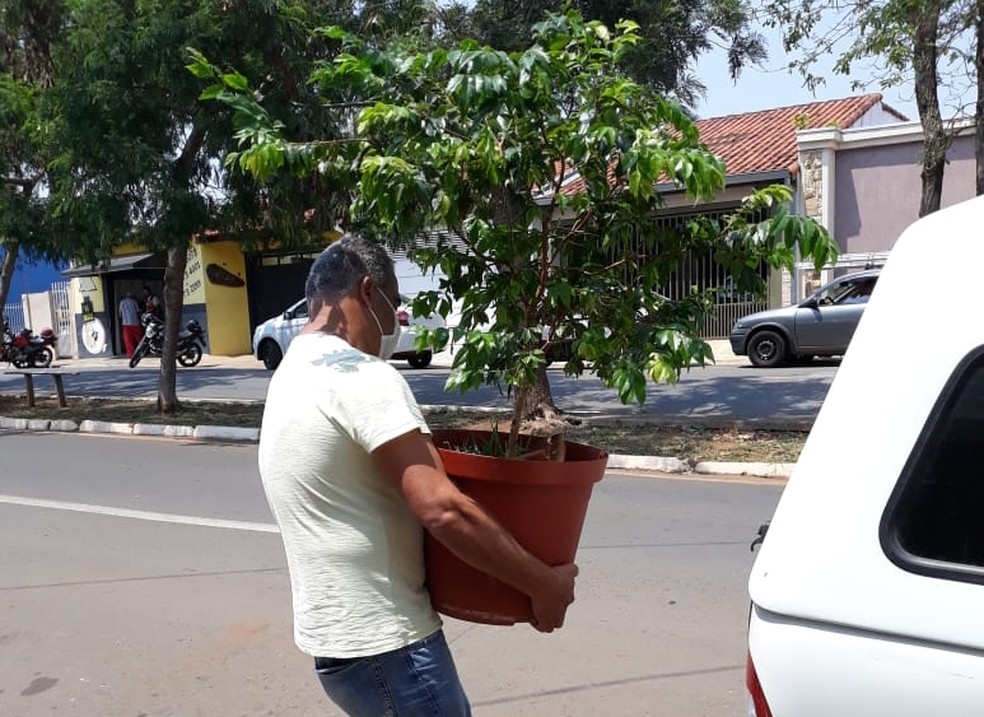 Pé de jabuticaba com sementes misteriosas foi recolhido para avaliação — Foto: Mariza Silveira/Arquivo Pessoal