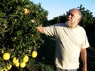 Agricultores de SP reclamam do preço recebido pela caixa da laranja 