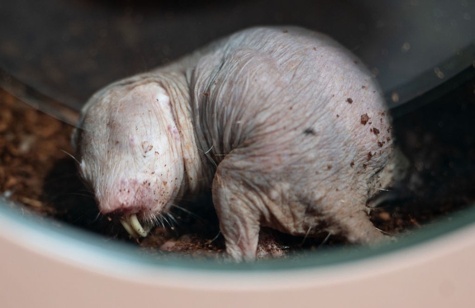 Segredos por trás das habilidades de reprodução dos ratos-toupeira-pelados podem oferecer pistas para ajudar a prolongar a fertilidade humana