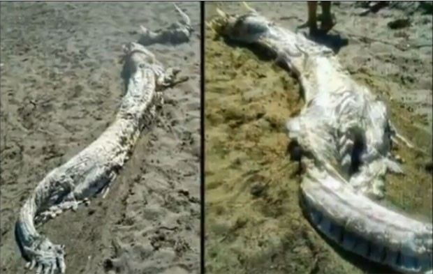 Carcaça de criatura marinha estranha foi encontrada no dia 15 de agosto em uma praia de Almería (Foto: Reprodução/YouTube/Manguta100)