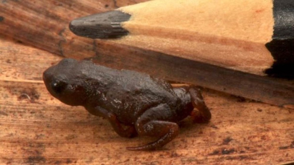 'Brachycephalus curupira', marrom, também foi descoberto nas montanhas da Serra do Mar do Paraná (Foto: Divulgação)