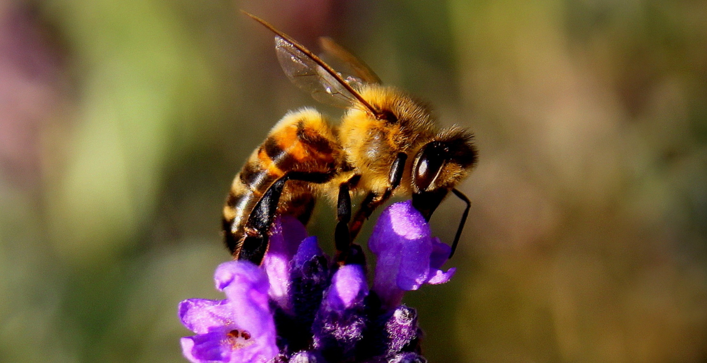 94% das redes de abelhas selvagens e espécies nativas de plantas foram perdidas (Foto: Creative commons)