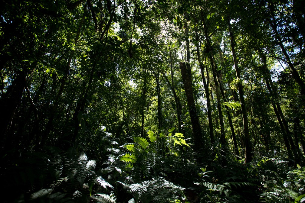 Acesso às cachoeiroas dos rios Monos e Capivari são feitas por trilhas na Mata Atlântica. Alguns caminhos precisam de guias por serem maiores e mais perigosas, mas é sempre recomendado falar com agências antes das viagens (Foto: Marcelo Brandt/G1)