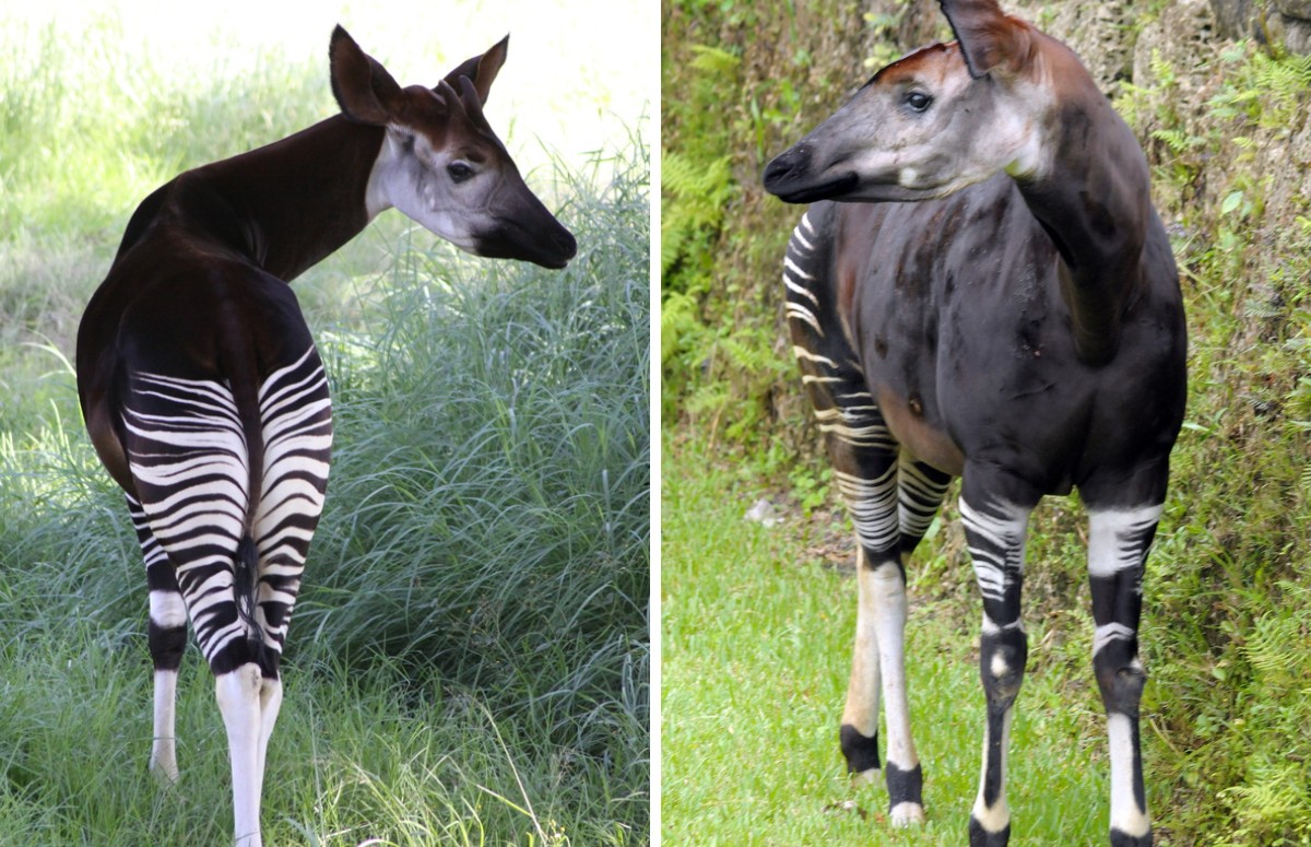 A espécie é conhecida por ser prima da girafa e possuir 'bumbum' de zebra (Foto: Wikipedia/ Creative Commoms)