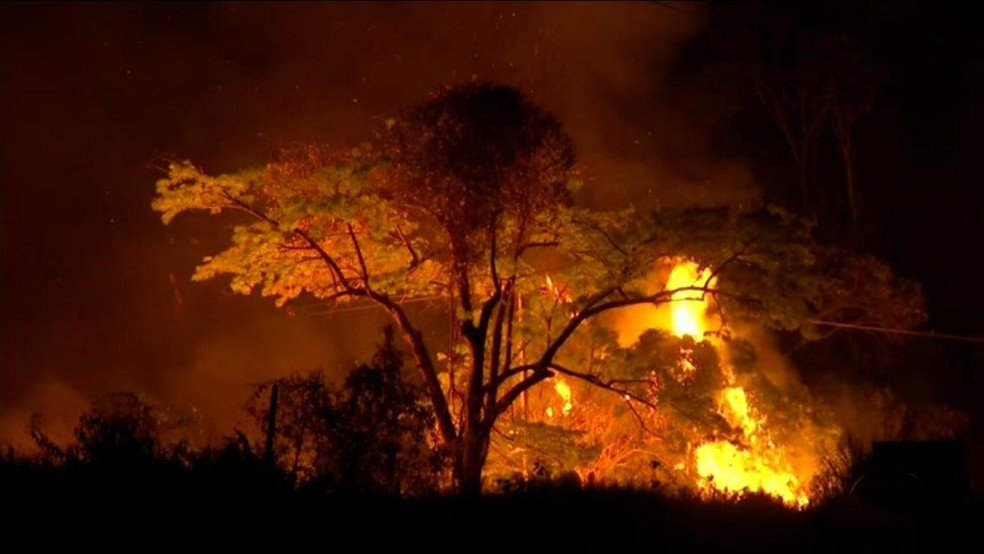 Fogo atingiu a área de vegetação do antigo IPA em Rio Preto — Foto: Reprodução/TV TEM