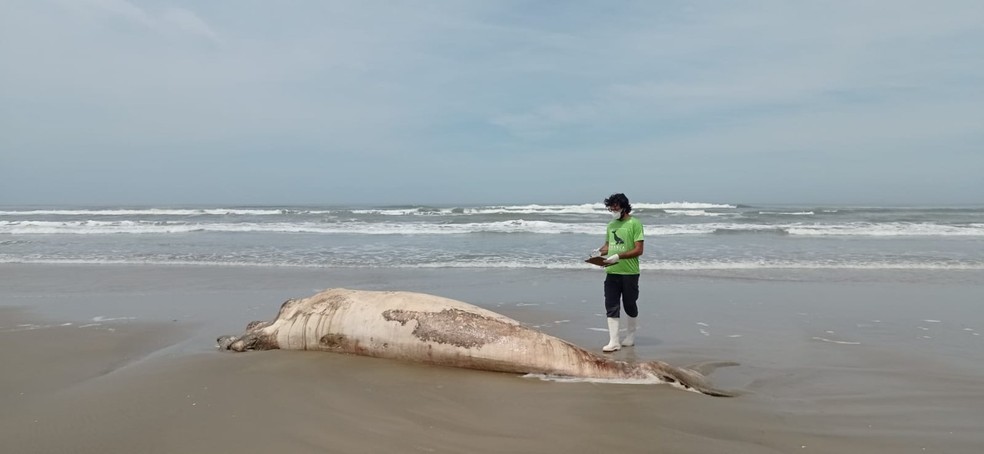 Filhote macho de baleia-franca estava encalhado em Jaguaruna em setembro de 2022 — Foto: ProFranca/ Divulgação 